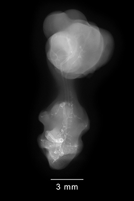 stage 30 chick embryo x-ray